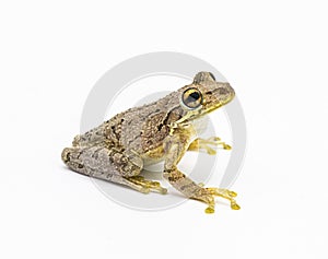 Cuban tree frog - Osteopilus septentrionalis - isolated cutout on white background. Large toe pads visible