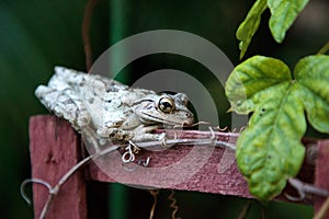 Cuban Tree Frog Osteopilus septentrionalis perches on a vine trellis