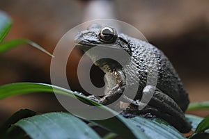 Cuban treefrog photo