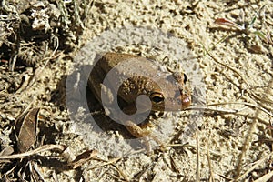 Cuban treefrog resting on the ground, closeup