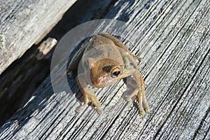 Cuban treefrog resting on the wood, closeup