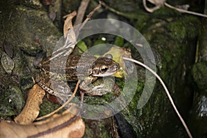 Cuban Treefrog sitting in the pond