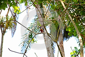 Cuban Trogon (Priotelus temnurus) is a bird, one of the two endemic species of the genus Priotelus, and lives in Cub