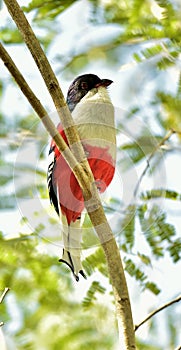 Cuban Trogon