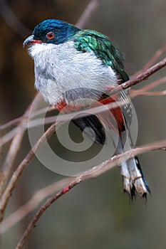 Cuban Trogon