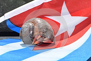 A Cuban Typical Snail Over the Cuban Flag