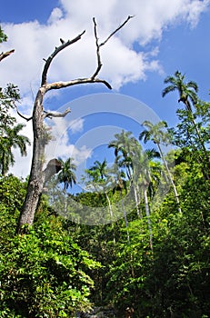 Cuban vegetation at escambray sierra