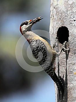 Cuban woodpecker