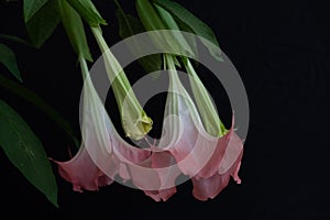 Cubanola domingensis in full bloom photo