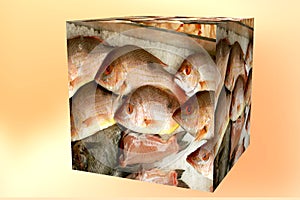 Cube of Fresh Caught Red Snapper