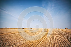 Cube Hayes in the field with blue sky background