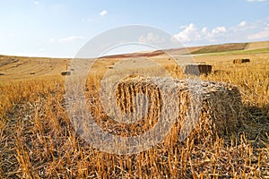 Cube Hayes in the field with blue sky background, Ankara, Turkey