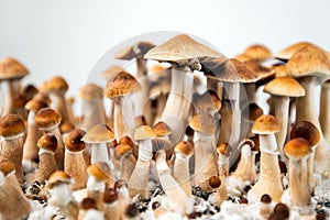 Cubensis psychedelic mushrooms