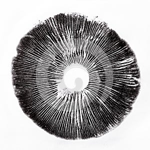 Cubensis spore print