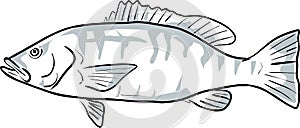 cubera snapper Fish Gulf of Mexico Cartoon Drawing