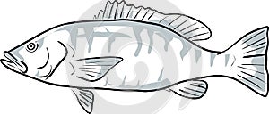 cubera snapper Fish Gulf of Mexico Cartoon Drawing photo