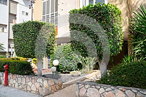Cubic-shaped trimmed trees in front of the entrance of a residential building