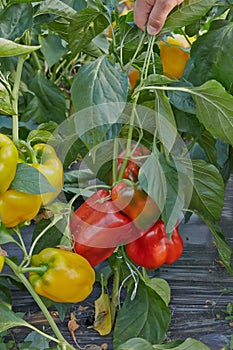 The cubical sweet pepper which is grown up in the greenhouse.