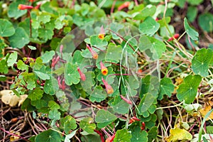 Cubios Tropaeolum tuberosum at cultivation field