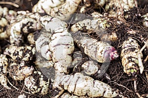 Cubios Tropaeolum tuberosum at cultivation field