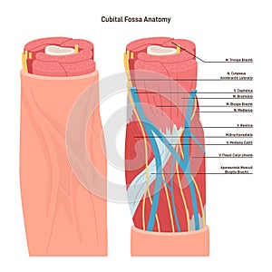 Cubital fossa anatomy. Triangular-shaped depression, located between