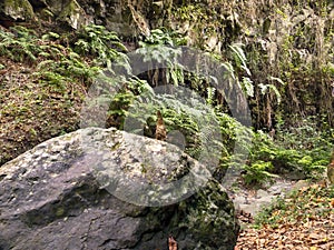 Cubo de la Galga landscape with lianas water jungle-like and wild photo