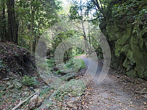 Cubo de la galga nature park with asphalt road, path in beautiful mysterious Laurel forest, laurisilva in the northern photo
