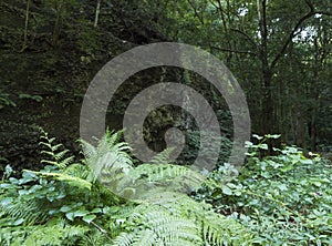 Cubo de la galga nature park with ferns and stone wall in beautiful mysterious Laurel forest, laurisilva in the northern photo
