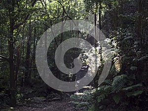 Cubo de la galga nature park with path in beautiful mysterious Laurel forest, laurisilva lush subtropical jungle at La photo