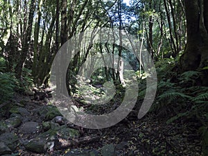 Cubo de la galga nature park with path in beautiful mysterious Laurel forest, laurisilva lush subtropical jungle at La photo