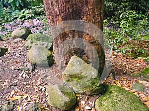 Cubo de la Galga in the northeast of the Canary island of La Palma photo