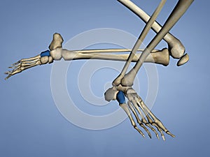 Cuboid Bone, 3D Model