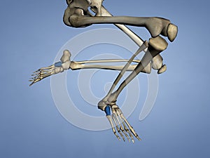 Cuboid Bone, 3D Model