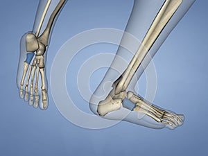 Cuboid Bone, 3D Model