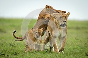 Cubs attack lioness walking over grassy plain