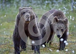 Cubs of Brown bear Ursus Arctos