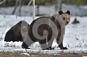 Cubs of Brown Bear (Ursus arctos) after hibernation