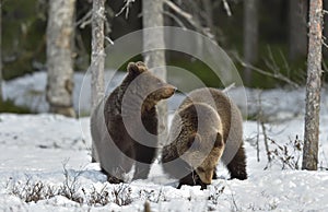 Cubs of Brown Bear (Ursus arctos) after hibernation on the snow