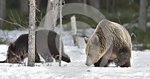 Cubs of Brown Bear (Ursus arctos) after hibernation on the snow