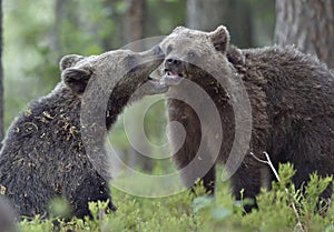 The Cubs of Brown bears playfully fighting