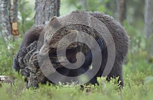 The Cubs of Brown bears playfully fighting