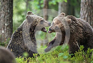 The Cubs of Brown bears (Ursus Arctos Arctos) playfully fighting