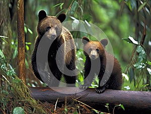 Cubs escape attempt caught by mama