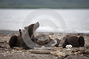 The cubs have a rest on the shore of lake