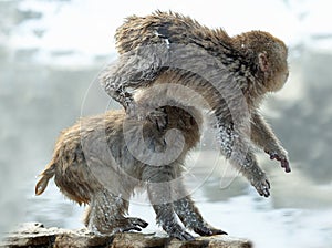 Cubs of Japanese macaque playing.