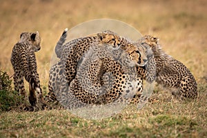 Cubs nuzzle cheetah in grass beside another