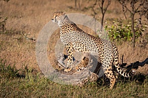 Cubs nuzzle under cheetah leaning on log