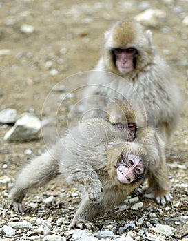 Cubs of Snow monkey playing. The Japanese macaque, also known as the snow monke