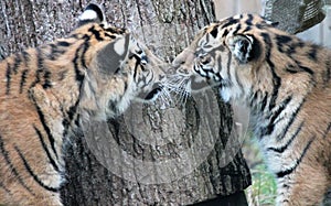 cubs Sumatran Tiger rare and endagered