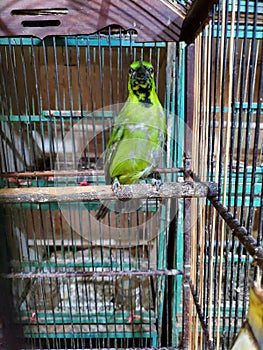 Cucak Ijo Bird From Kalimantan Indonesia